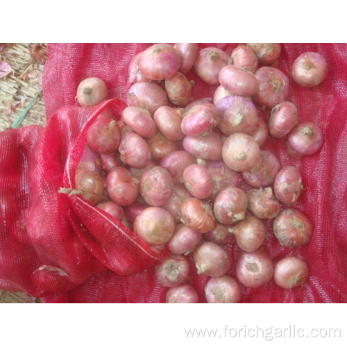 Sizes 7.0-10cm Fresh Red Onion Best Quality